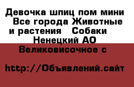 Девочка шпиц пом мини - Все города Животные и растения » Собаки   . Ненецкий АО,Великовисочное с.